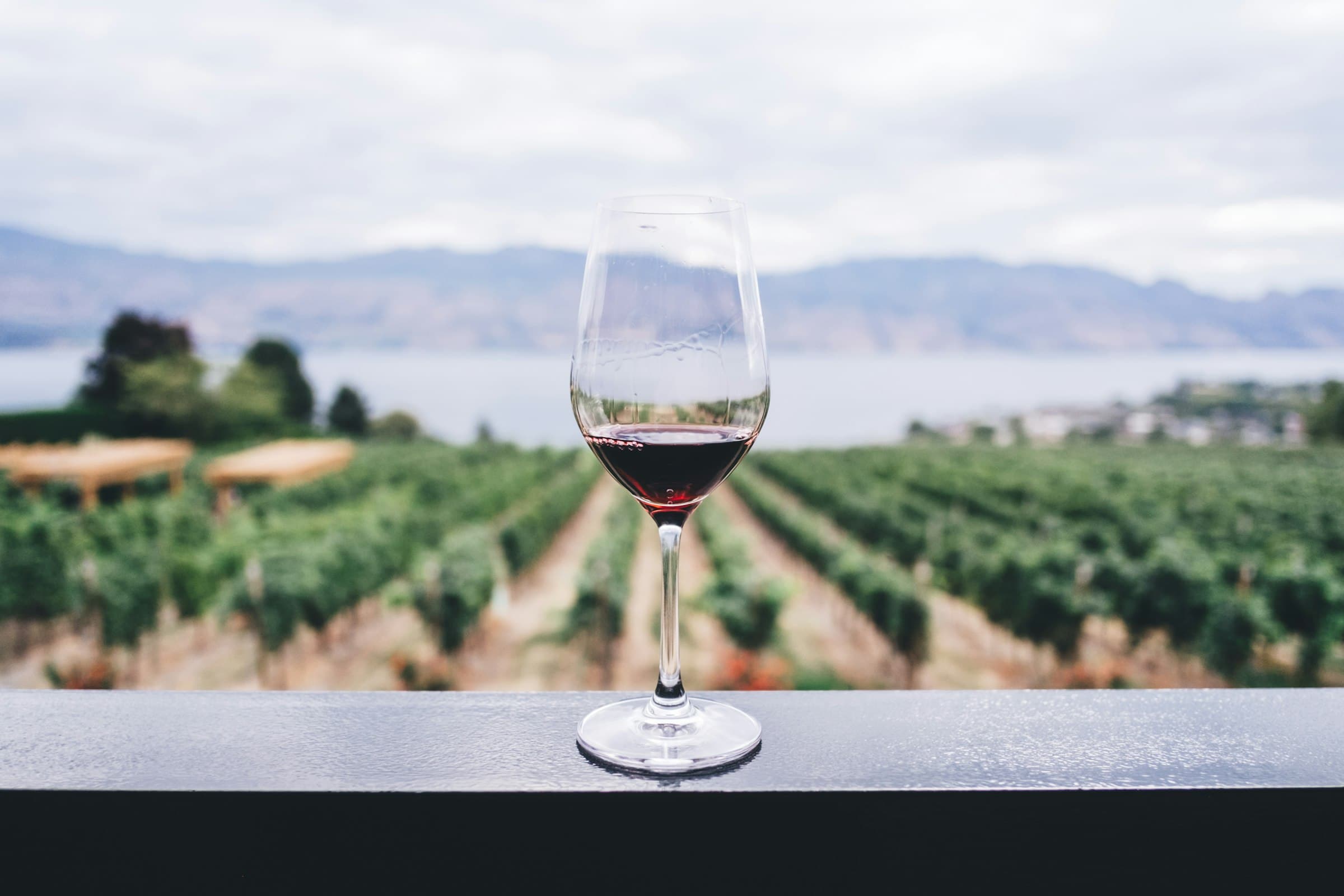 Vineyard rows in Temecula Valley wine country